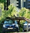 Прямые убытки от урагана в Одессе составили 23 млн. грн.